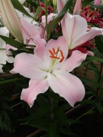 [4275 Oder Mak No202.JPG]